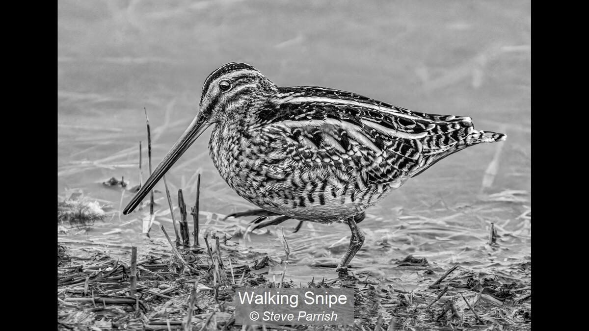 Walking Snipe